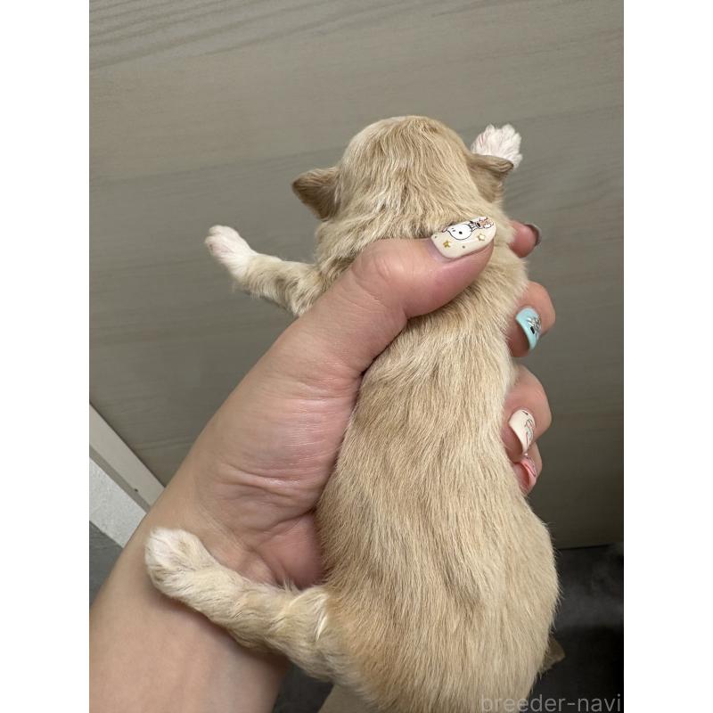 販売中の東京都のマルプー:マルチーズ×トイプードル-435840の2枚目