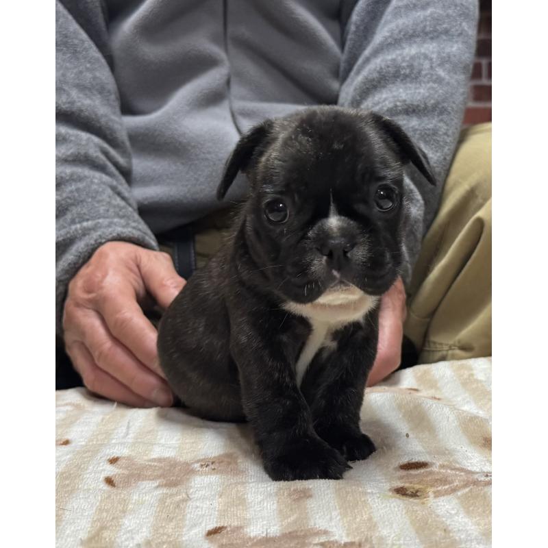 販売中の三重県のフレンチブルドッグ-435838の5枚目