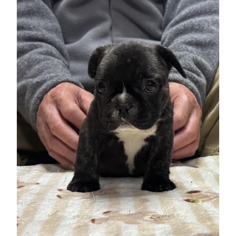 販売中の三重県のフレンチブルドッグ-435838の4枚目