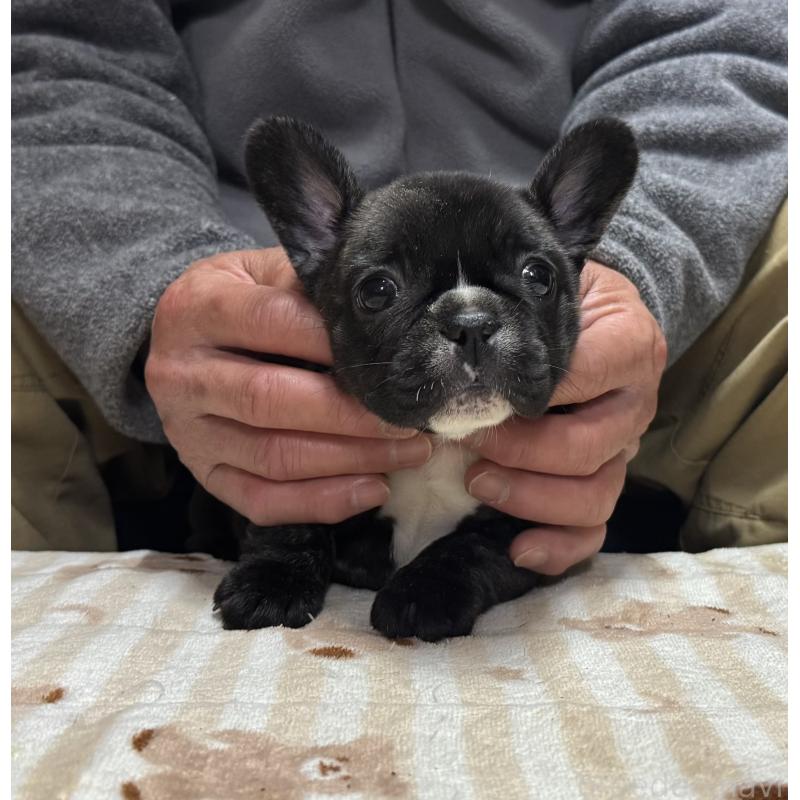 販売中の三重県のフレンチブルドッグ-435838の3枚目