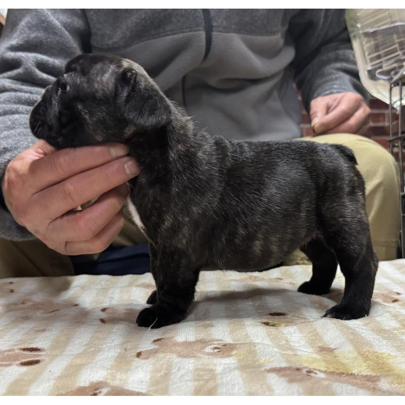 販売中の三重県のフレンチブルドッグ-435838の2枚目