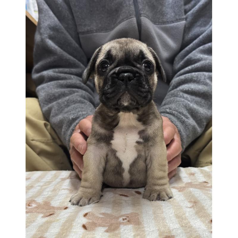 販売中の三重県のフレンチブルドッグ-435839の5枚目