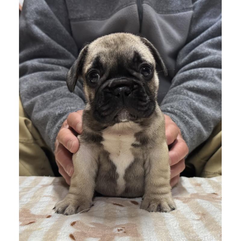 販売中の三重県のフレンチブルドッグ-435839の4枚目