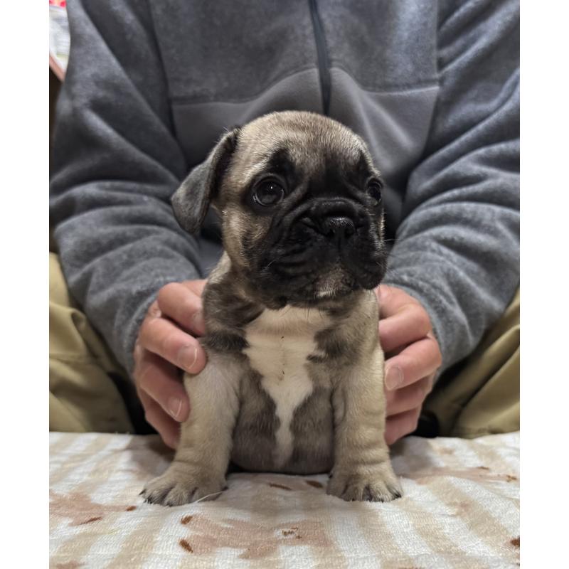 販売中の三重県のフレンチブルドッグ-435839の3枚目