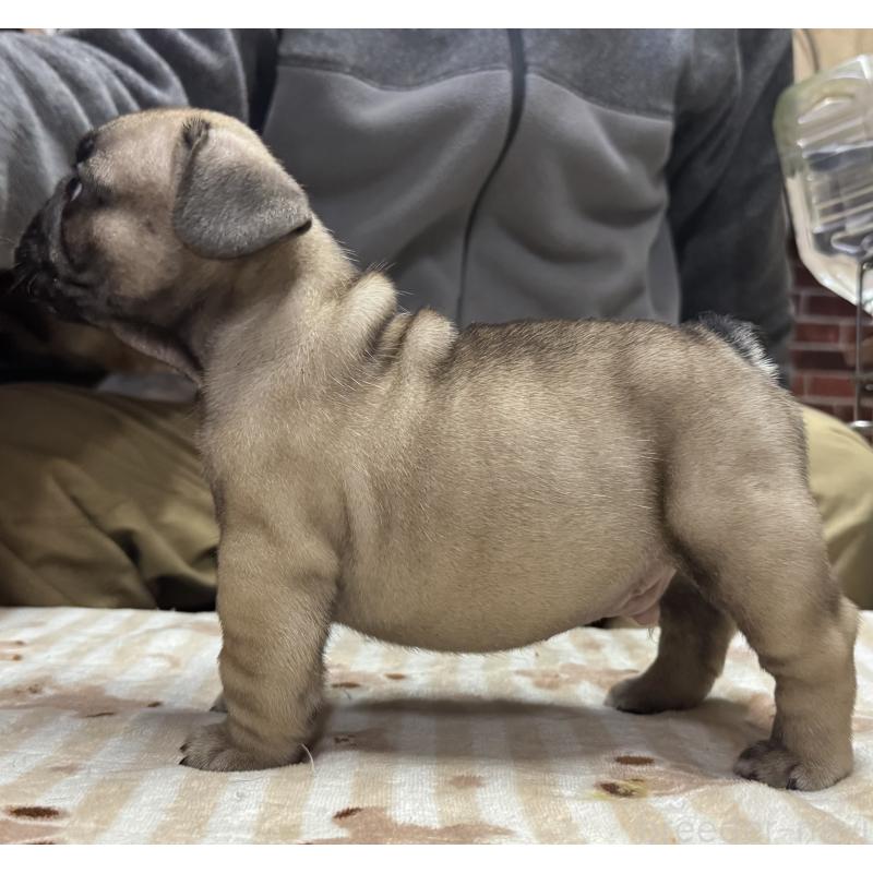 販売中の三重県のフレンチブルドッグ-435839の2枚目