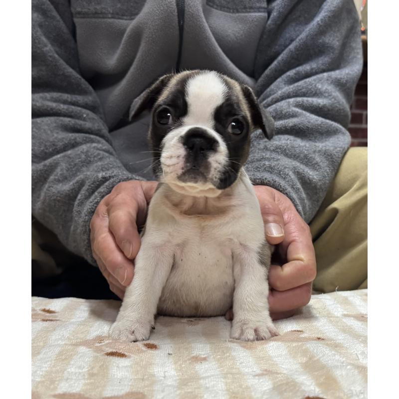 販売中の三重県のフレンチブルドッグ-435841の5枚目