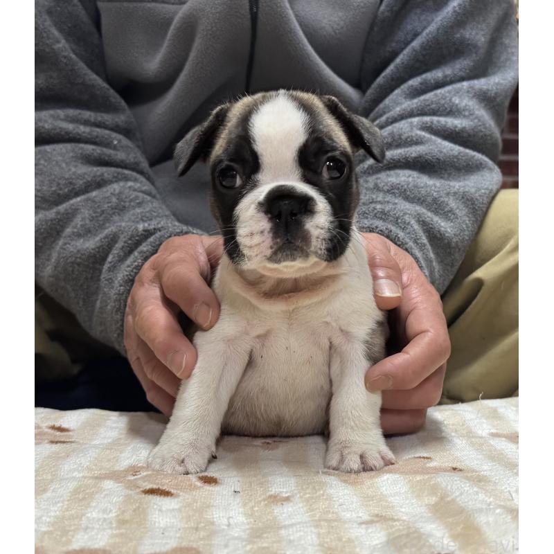 販売中の三重県のフレンチブルドッグ-435841の4枚目