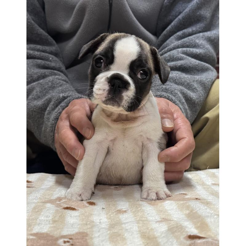 販売中の三重県のフレンチブルドッグ-435841の3枚目