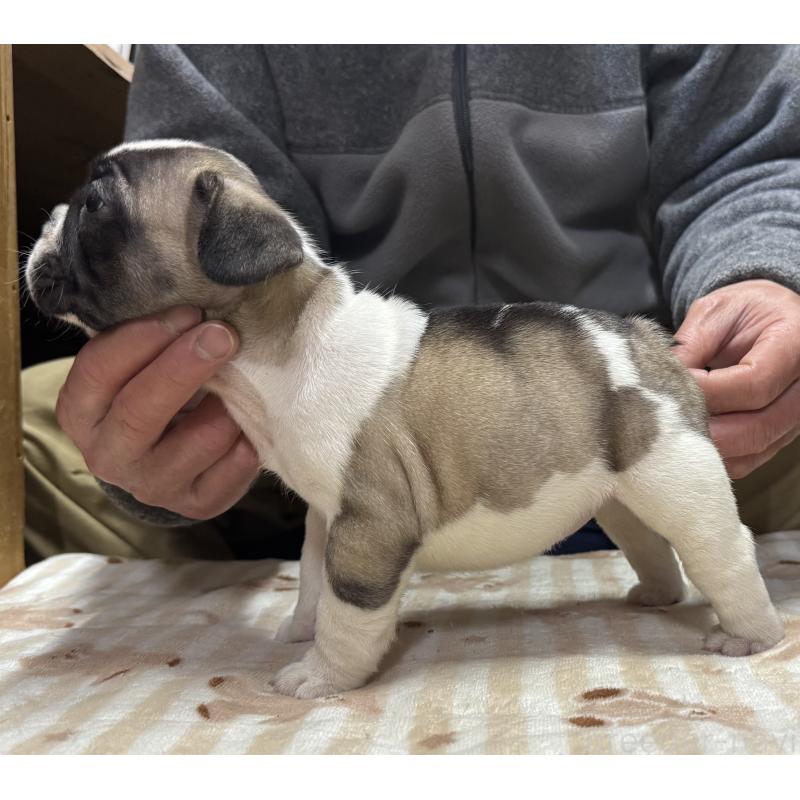 販売中の三重県のフレンチブルドッグ-435841の2枚目