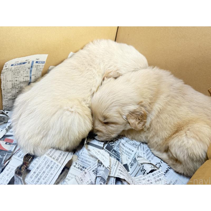 販売中の愛知県のゴールデンレトリーバー-435842の1枚目