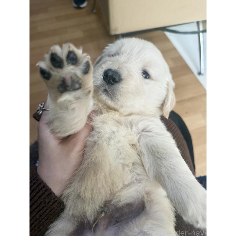 販売中の愛知県のゴールデンレトリーバー-435842の7枚目