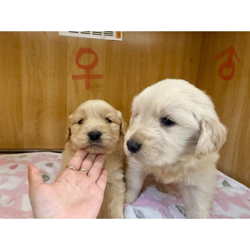 販売中の愛知県のゴールデンレトリーバー-435842の6枚目