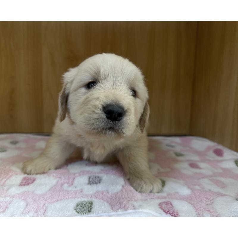 販売中の愛知県のゴールデンレトリーバー-435842の5枚目