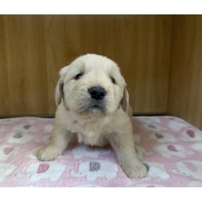 販売中の愛知県のゴールデンレトリーバー-435842の4枚目