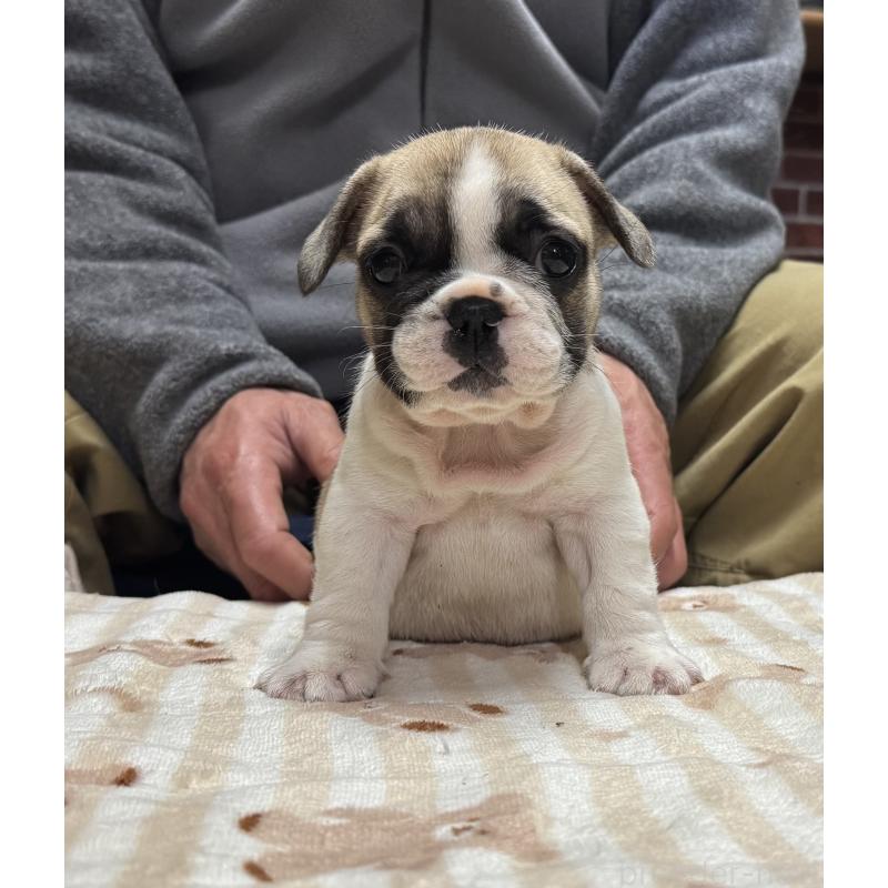 販売中の三重県のフレンチブルドッグ-435843の5枚目
