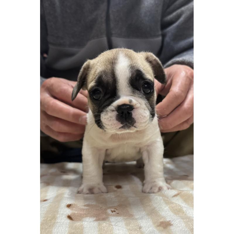 販売中の三重県のフレンチブルドッグ-435843の4枚目