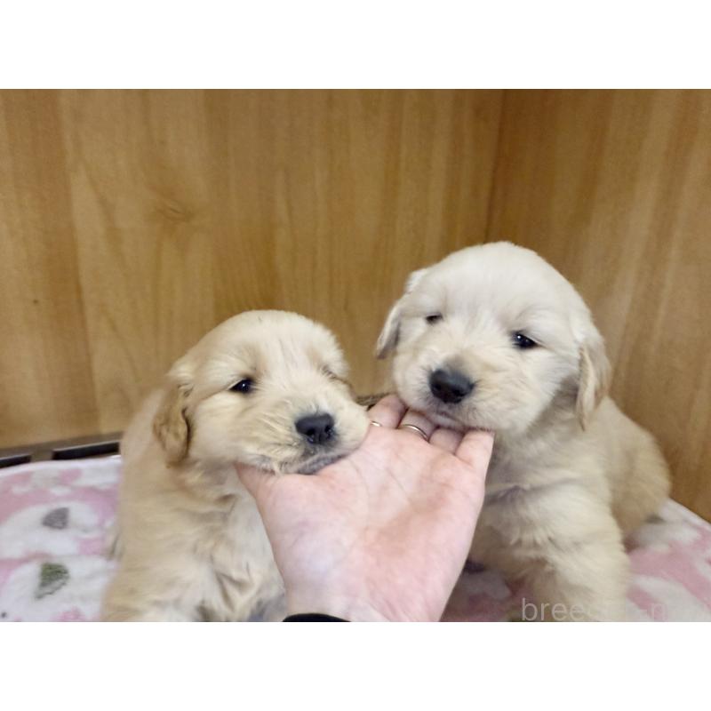 販売中の愛知県のゴールデンレトリーバー-435842の3枚目