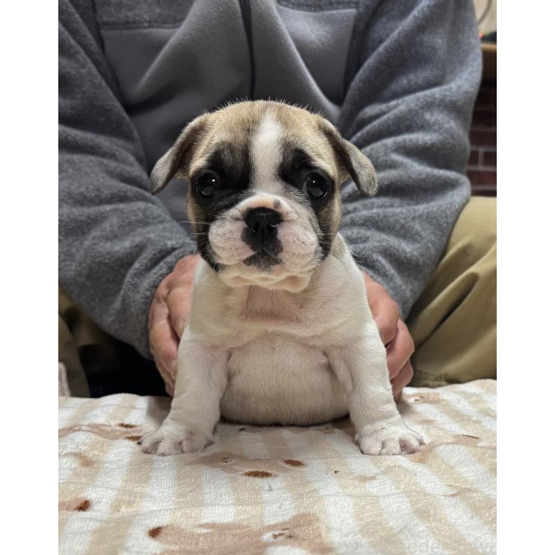 販売中の三重県のフレンチブルドッグ-435843の3枚目