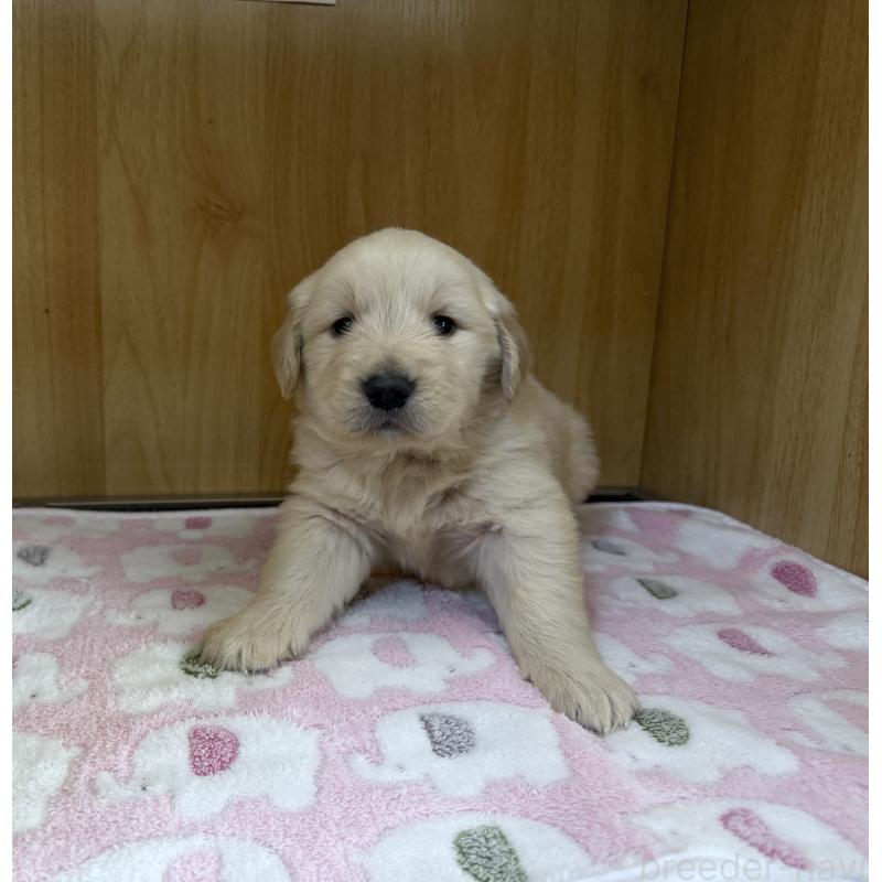 販売中の愛知県のゴールデンレトリーバー-435842の2枚目