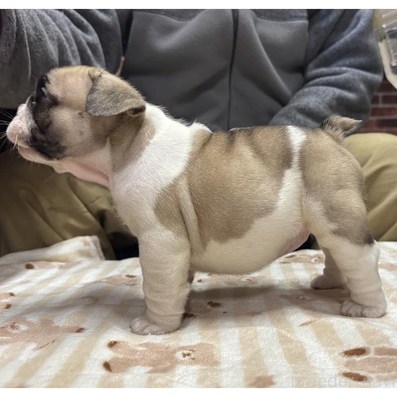 販売中の三重県のフレンチブルドッグ-435843の2枚目