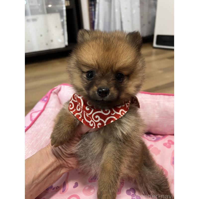 販売中の埼玉県のミックス犬-433367の9枚目