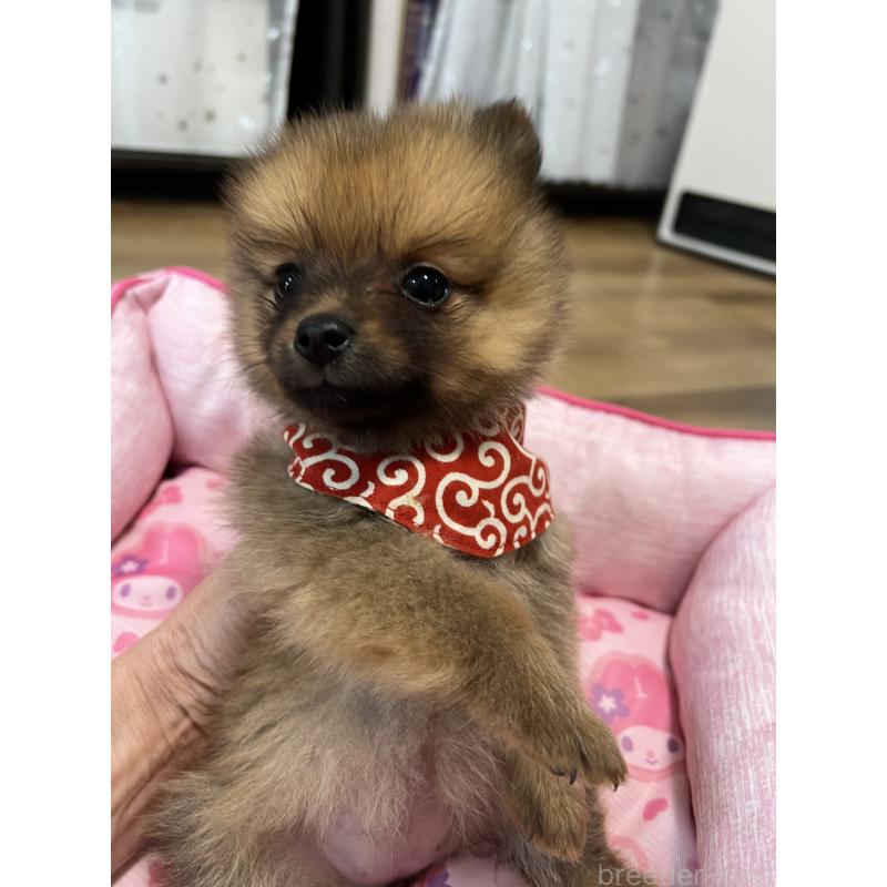 販売中の埼玉県のミックス犬-433367の8枚目