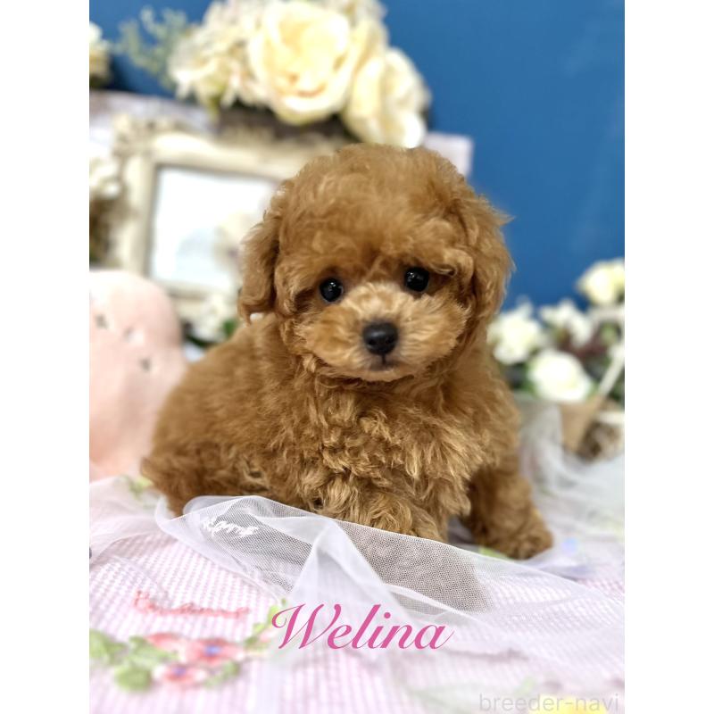 販売中の神奈川県のタイニープードル-435846の6枚目