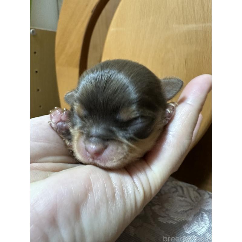 販売中の神奈川県のチワワ(ロングコート)-434780の12枚目