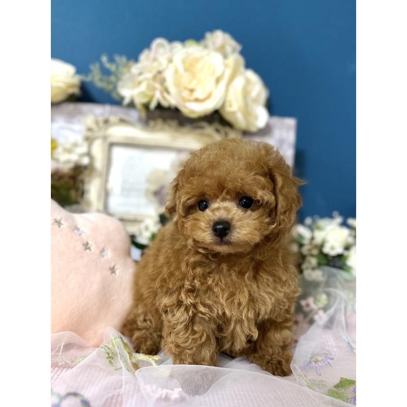 販売中の神奈川県のタイニープードル-435846の5枚目