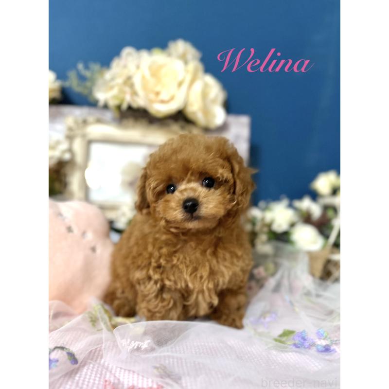 販売中の神奈川県のタイニープードル-435846の4枚目