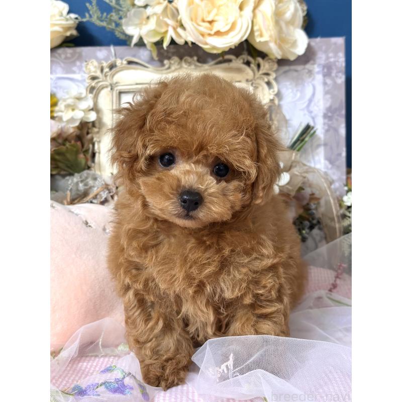 販売中の神奈川県のタイニープードル-435846の3枚目