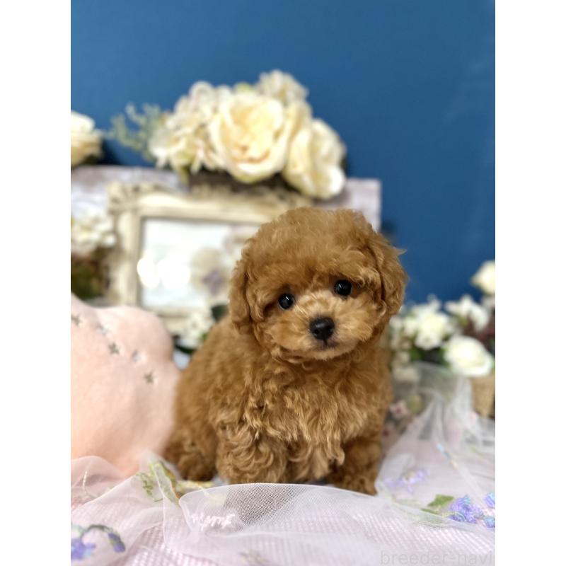 販売中の神奈川県のタイニープードル-435846の2枚目