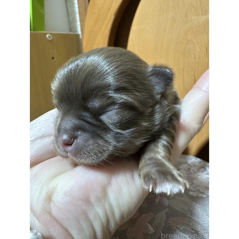 販売中の神奈川県のチワワ(ロングコート)-434781の10枚目