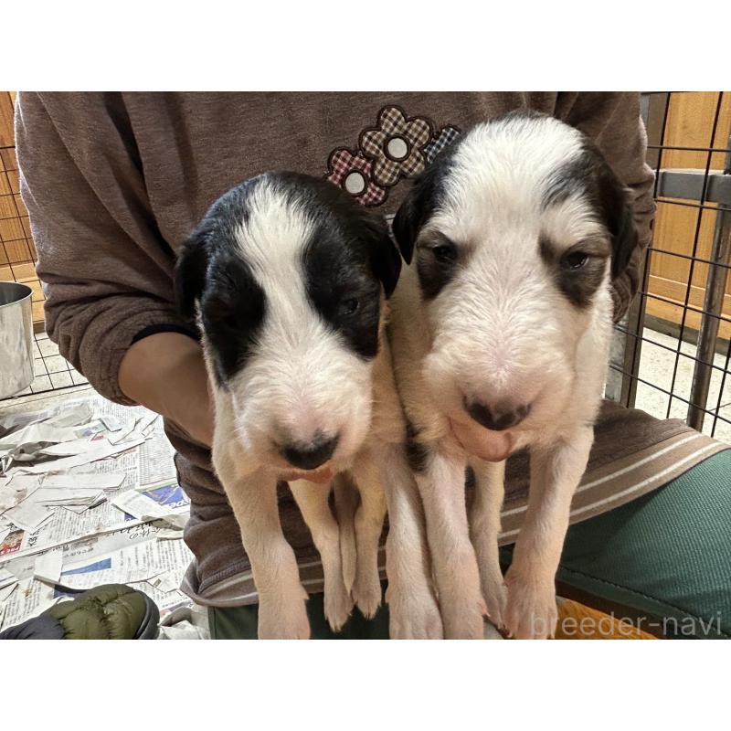 販売中の秋田県のボルゾイ-435845の3枚目