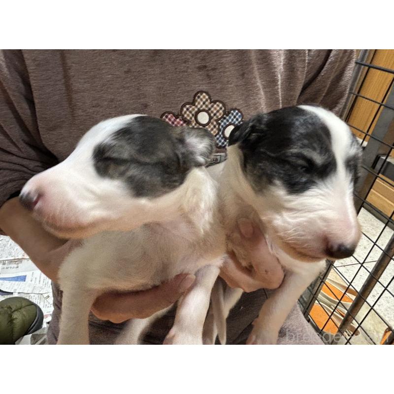 販売中の秋田県のボルゾイ-435845の2枚目