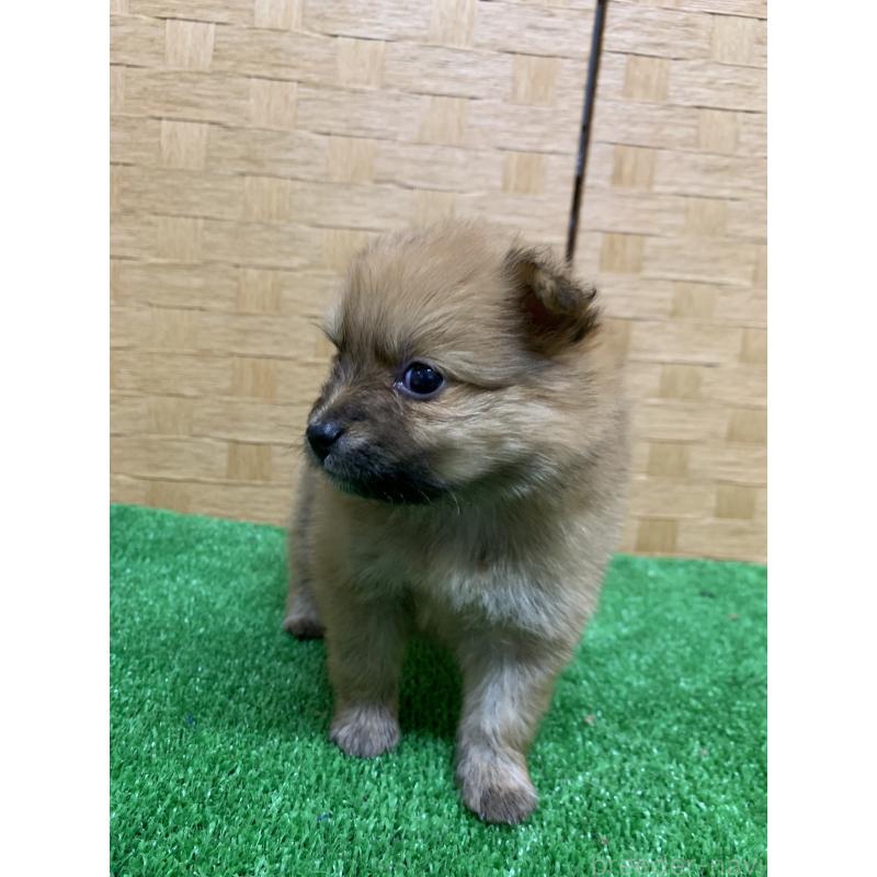 販売中の福岡県のポメラニアン-435850の5枚目