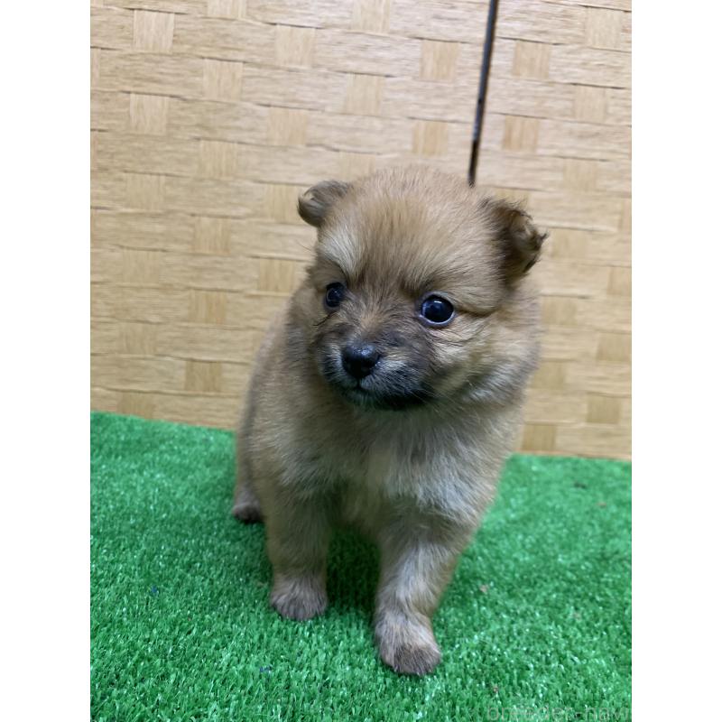 販売中の福岡県のポメラニアン-435850の4枚目