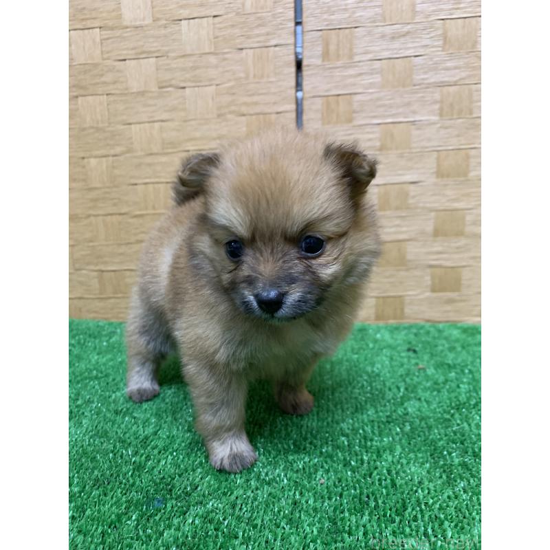 販売中の福岡県のポメラニアン-435850の3枚目