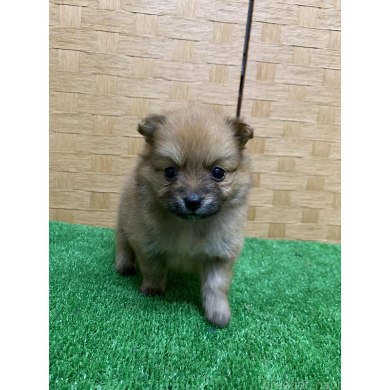 販売中の福岡県のポメラニアン-435850の2枚目