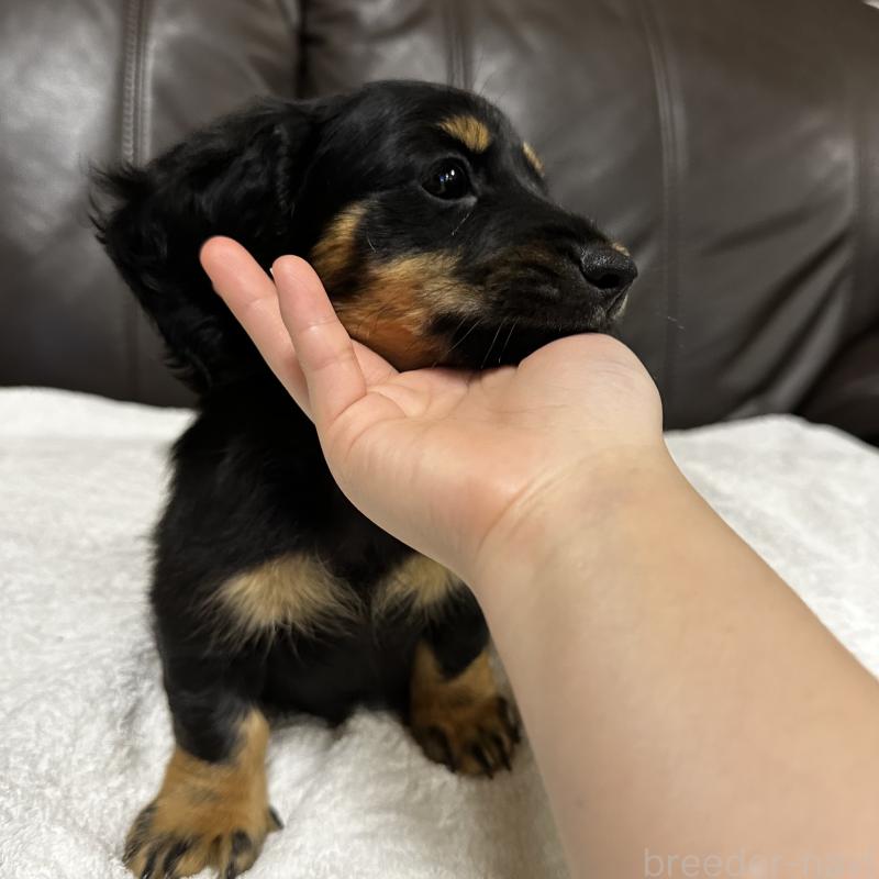 販売中の兵庫県のミニチュアダックスフンド(ロングヘアード)-435901の4枚目