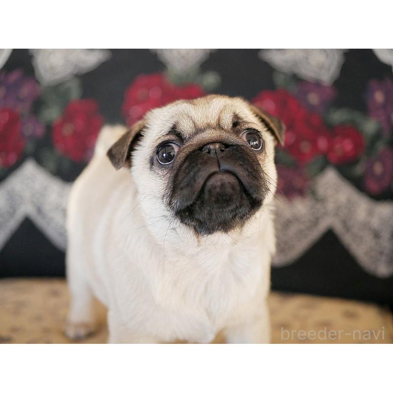 販売中の鹿児島県のパグ-423894の24枚目