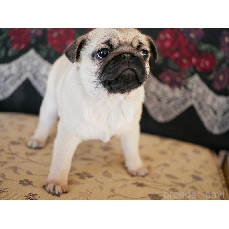 販売中の鹿児島県のパグ-423894の23枚目