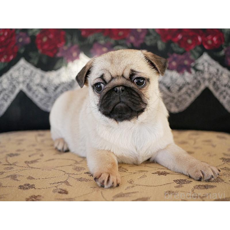 販売中の鹿児島県のパグ-423894の22枚目