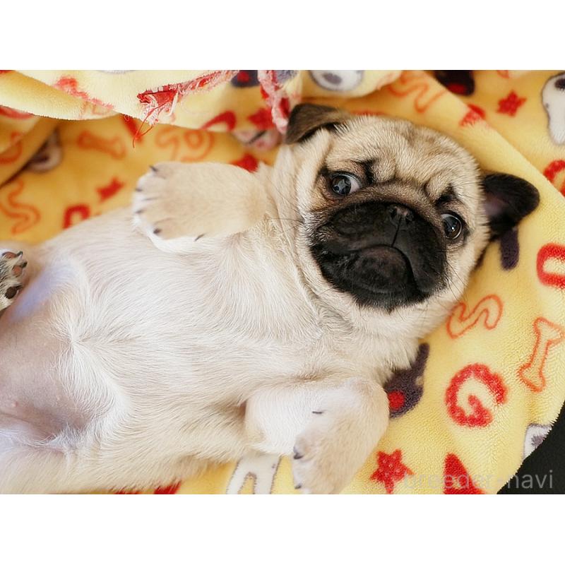 販売中の鹿児島県のパグ-423894の21枚目