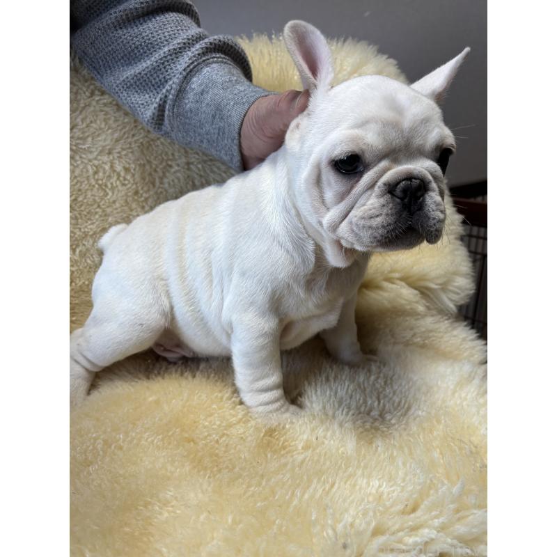販売中の和歌山県のフレンチブルドッグ-426874の8枚目