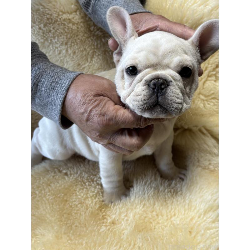 販売中の和歌山県のフレンチブルドッグ-426874の7枚目