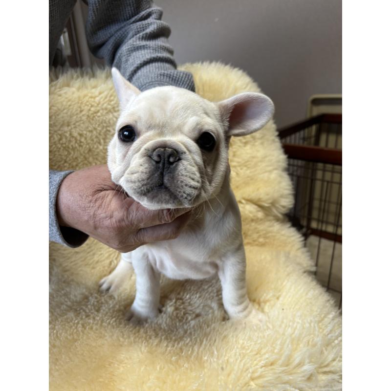販売中の和歌山県のフレンチブルドッグ-426874の5枚目