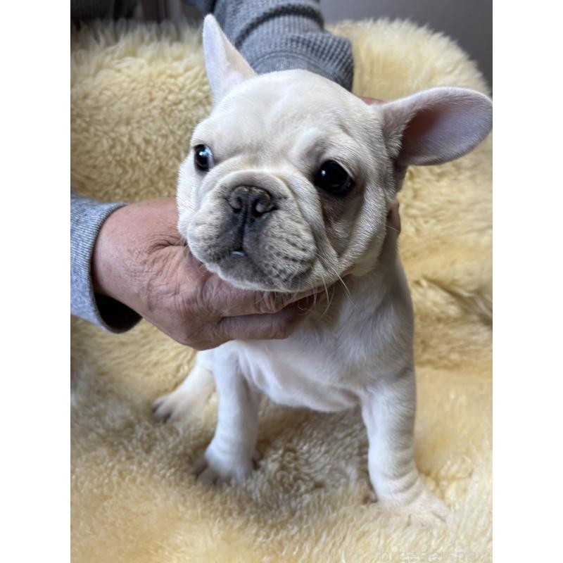 販売中の和歌山県のフレンチブルドッグ-426874の4枚目