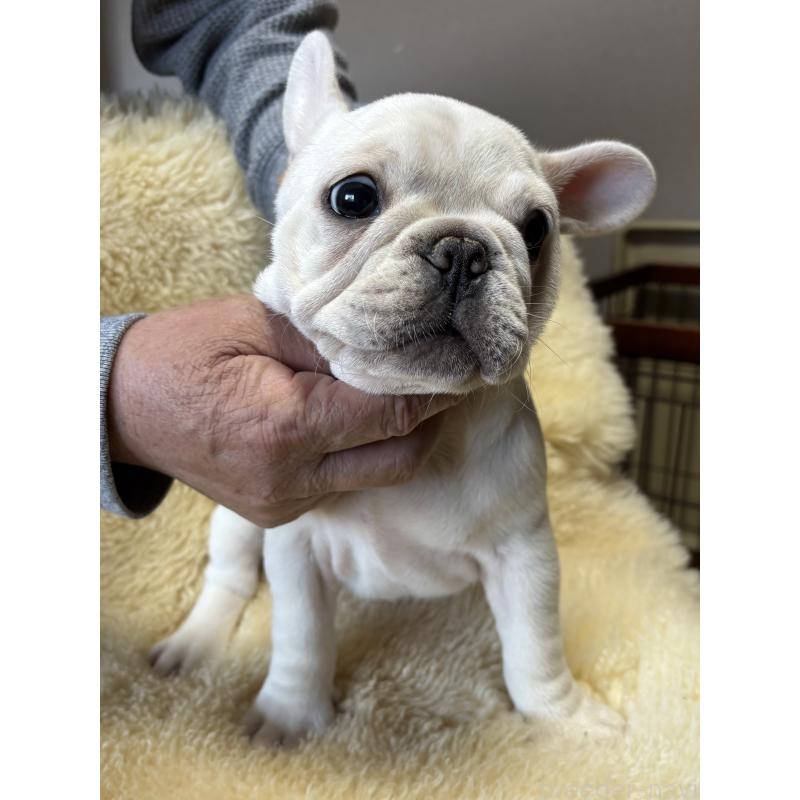販売中の和歌山県のフレンチブルドッグ-426874の2枚目
