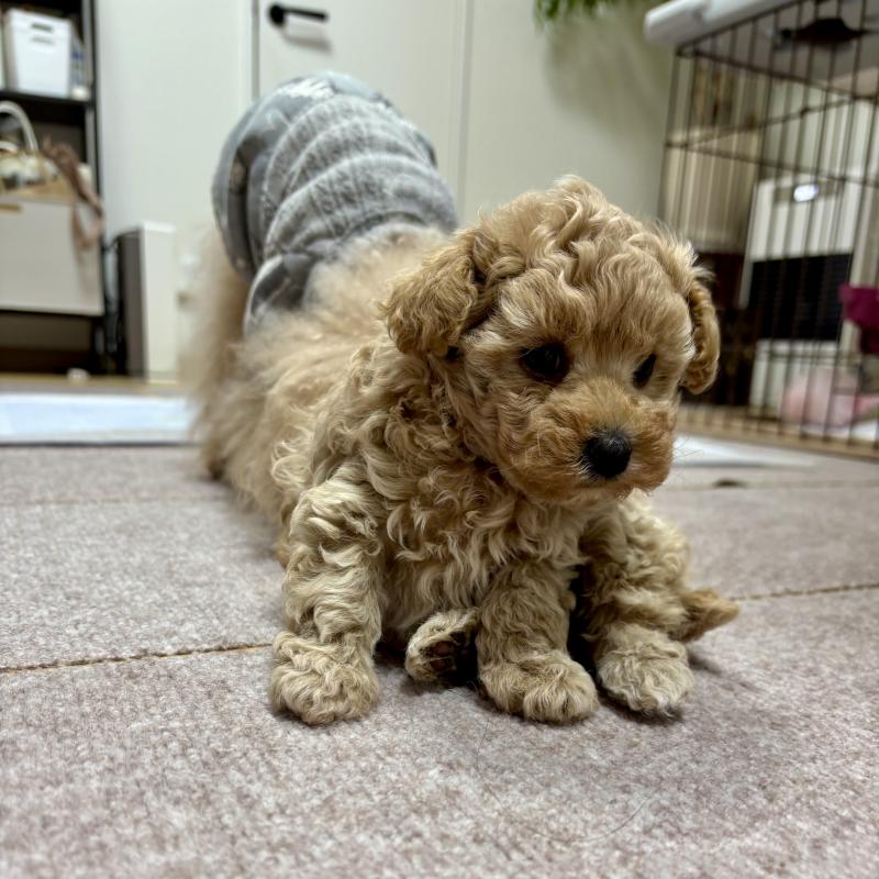 販売中の秋田県のタイニープードル-435872の1枚目